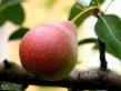 Päärynä (päärynäpuu)  Tatyana laji kuva