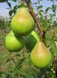 Pear varieties Avgustovskaya rosa Photo and characteristics