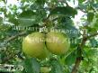 Pear varieties John Photo and characteristics