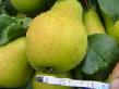 Pear varieties Severyanka  Photo and characteristics