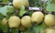 Päron sorter Kuyumskaya Fil och egenskaper