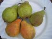 Päron sorter Yurate Fil och egenskaper