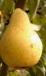 Pear varieties Dyushes letnijj Photo and characteristics