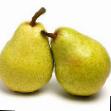 Pear varieties Velikaya letnyaya  Photo and characteristics