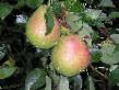 Pear varieties Tikhijj Don Photo and characteristics