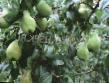 Päärynä (päärynäpuu) lajit Chudesnica kuva ja ominaisuudet