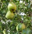 Pear varieties Bessemyanka Photo and characteristics