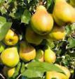 Pear varieties Vnuchka Photo and characteristics