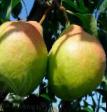 Pear varieties Dolgozhdannaya (Ehlegiya) Photo and characteristics