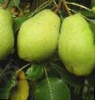 Pear varieties Kiffer (Seyanec Kiffera) Photo and characteristics