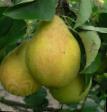 Pear varieties Krasavica Chernenko (Russkaya krasavica) Photo and characteristics