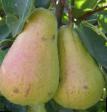 Pear varieties Cure (Williams winter) Photo and characteristics