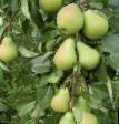 Pear varieties Alexandrina, Marie-Louise Photo and characteristics