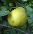 Päron sorter Limonka Fil och egenskaper