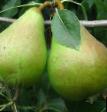 Päärynä (päärynäpuu)  Noyabrskaya laji kuva