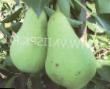 Pear varieties Pervomajjskaya Photo and characteristics