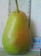 Pear varieties Michurinskaya krasavica  Photo and characteristics