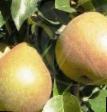 Päärynä (päärynäpuu)  Rossoshanskaya krupnaya laji kuva