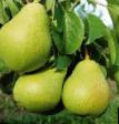 Päärynä (päärynäpuu)  Samaryanka laji kuva