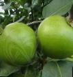 Päärynä (päärynäpuu) lajit Tikhonovka kuva ja ominaisuudet