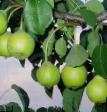 Pear varieties Tonkovetka Photo and characteristics