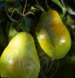 Päärynä (päärynäpuu)  Tonkovetka uralskaya laji kuva