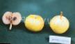 Pear varieties Chernomyaska buerachnaya Photo and characteristics