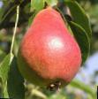 Pear varieties Shedevr Anny Photo and characteristics