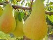 Päron sorter Abbat Fetel Fil och egenskaper