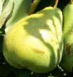 Päärynä (päärynäpuu) lajit Samorodok kuva ja ominaisuudet