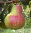 Pear varieties Leven Photo and characteristics