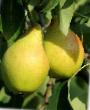 Pear varieties Uporovka Photo and characteristics