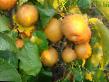 Päärynä (päärynäpuu) lajit Nehshi (Yablochnaya grusha) kuva ja ominaisuudet