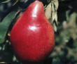Pear varieties Melitopolskaya sochnaya Photo and characteristics