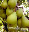 Päärynä (päärynäpuu) lajit Srednevolzhskaya kuva ja ominaisuudet