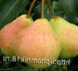 Päärynä (päärynäpuu) lajit Malvina kuva ja ominaisuudet