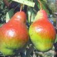 Päärynä (päärynäpuu) lajit Yakovlevskaya kuva ja ominaisuudet