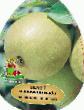Pear varieties Osennyaya Yakovleva  Photo and characteristics