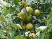 Pear varieties Pamyati Yakovleva  Photo and characteristics