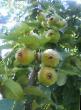 Päärynä (päärynäpuu) lajit Vernaya kuva ja ominaisuudet