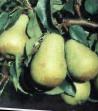 Päärynä (päärynäpuu) lajit Chizhovskaya kuva ja ominaisuudet
