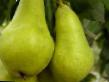 Päärynä (päärynäpuu) lajit Vidnaya kuva ja ominaisuudet