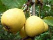 Pear varieties Polesskaya  Photo and characteristics