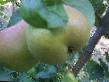 Pear varieties Podarok k 100 - letiyu Michurina Photo and characteristics
