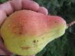 Pear varieties Samarskaya krasavica  Photo and characteristics