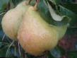 Päärynä (päärynäpuu) lajit Mlievskaya rannyaya kuva ja ominaisuudet