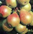 Pear varieties Velesa Photo and characteristics