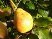 Pear varieties Potapovskaya  Photo and characteristics