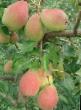 Päärynä (päärynäpuu) lajit Sakharnaya  kuva ja ominaisuudet