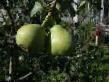 Päärynä (päärynäpuu)  Bere zimnyaya Michurina laji kuva